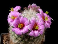 Thumbnail of 0771_Mammillaria insularis_20150806_01(1).JPG